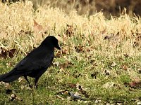 Bild: Fr&uuml;hlingserwachen in der Vogelwelt
