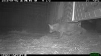 Bild: Fuchs auf Beutejagd