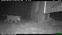 Bild: Fuchs auf Beutejagd