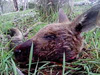 Bild: Grausame Jagd auf K&auml;ngurus