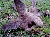 Bild: Grausame Jagd auf K&auml;ngurus