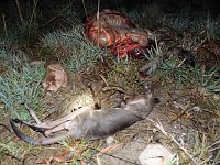 Bild: Grausame Jagd auf K&auml;ngurus
