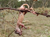 Bild: Grausame Jagd auf K&auml;ngurus