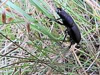 Bild: Hirschk&auml;fer entdeckt