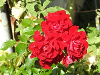 Bild: Die Rosenburg