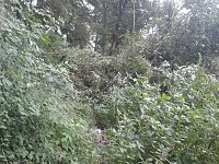 Bild: Ein Wanderweg w&auml;chst zu