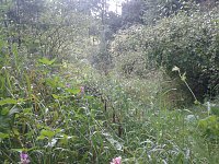 Bild: Ein Wanderweg w&auml;chst zu