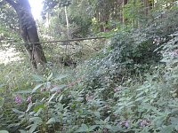 Bild: Ein Wanderweg w&auml;chst zu
