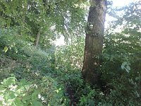Bild: Ein Wanderweg w&auml;chst zu