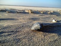 Bild: Unterwegs auf Ameland: Muschel