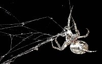 Bild: Spinnen im Mondschein am Goitzsche See