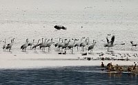 Bild: Flugshow der Kraniche