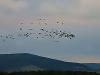 Bild: Flugshow der Kraniche