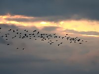 Bild: Flugshow der Kraniche