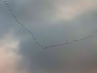 Bild: Flugshow der Kraniche