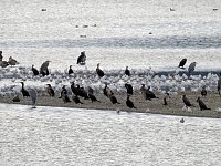 Bild: Flugshow der Kraniche