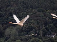 Bild: Flugshow der Kraniche