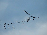 Bild: Flugshow der Kraniche