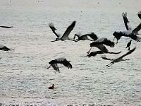 Bild: Flugshow der Kraniche