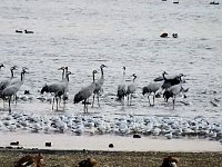 Bild: Kraniche am Stausee Kelbra