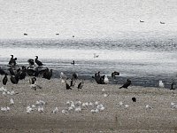 Bild: Kraniche am Stausee Kelbra