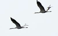 Bild: Kraniche am Stausee Kelbra