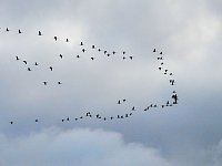 Bild: Kraniche am Stausee Kelbra