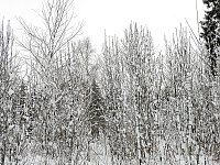 Bild: Unterwegs im winterlichen Harz