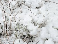 Bild: Unterwegs im winterlichen Harz