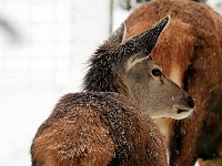 Bild: Unterwegs im winterlichen Harz