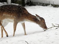 Bild: Unterwegs im winterlichen Harz