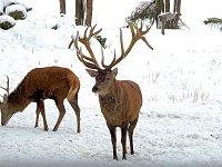 Bild: Unterwegs im winterlichen Harz