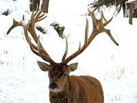 Bild: Unterwegs im winterlichen Harz