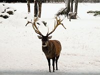 Bild: Unterwegs im winterlichen Harz