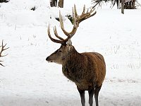 Bild: Unterwegs im winterlichen Harz