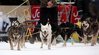 Bild: Schlittenhunderennen in Hasselfelde