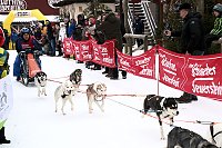 Bild: Schlittenhunderennen in Hasselfelde