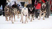 Bild: Schlittenhunderennen in Hasselfelde