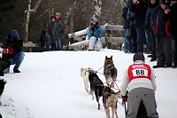 Bild: Schlittenhunderennen in Hasselfelde