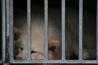 Bild: Schlittenhunderennen in Hasselfelde