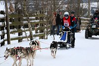 Bild: Schlittenhunderennen in Hasselfelde