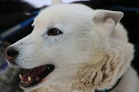 Bild: Schlittenhunderennen in Hasselfelde