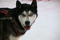 Bild: Schlittenhunderennen in Hasselfelde