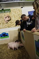 Grüne Woche 2017 in Berlin Bild: Grüne Woche 2017 in Berlin