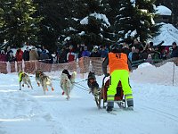 Schlittenhunderennen in Benneckenstein Bild: Schlittenhunderennen in Benneckenstein