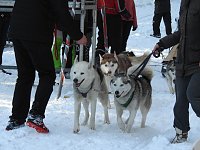 Schlittenhunderennen in Benneckenstein Bild: Schlittenhunderennen in Benneckenstein