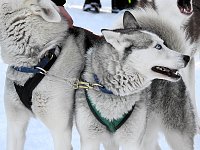 Schlittenhunderennen in Benneckenstein Bild: Schlittenhunderennen in Benneckenstein