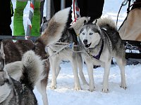 Schlittenhunderennen in Benneckenstein Bild: Schlittenhunderennen in Benneckenstein