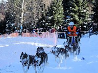 Schlittenhunderennen in Benneckenstein Bild: Schlittenhunderennen in Benneckenstein