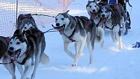 Schlittenhunderennen in Benneckenstein Bild: Schlittenhunderennen in Benneckenstein